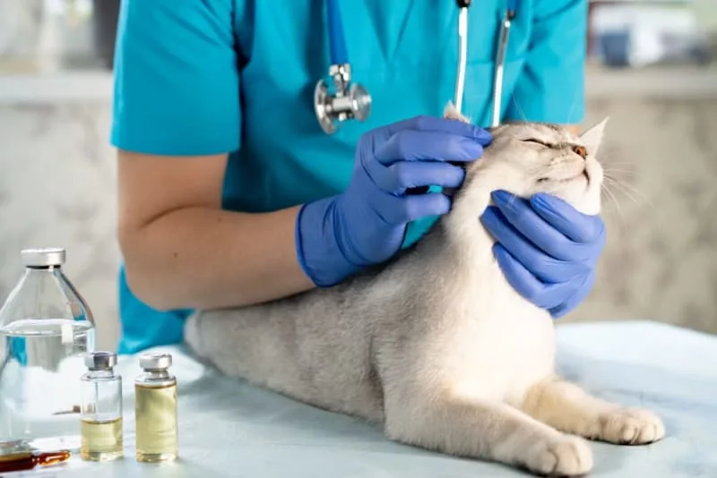 What to Expect at Your Pet's Physical Exam