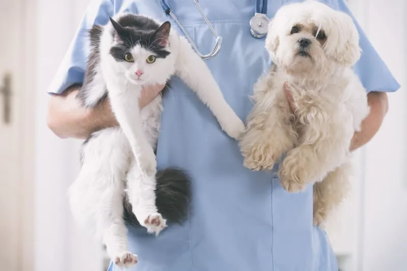 Planning for Your Pet's Preventive Care Exam