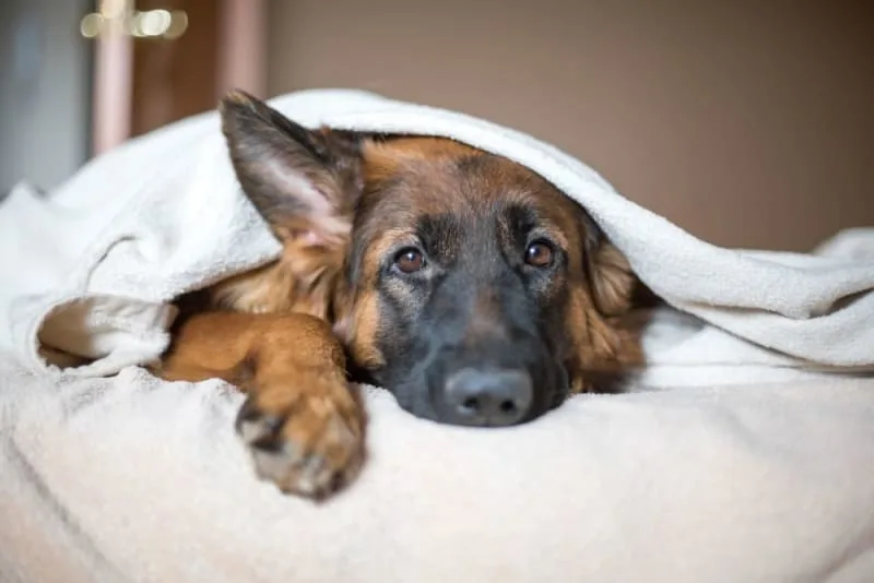 Ear Infections in Dogs