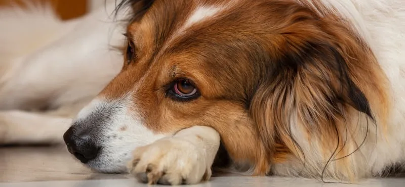IVDD Surgery For Dogs