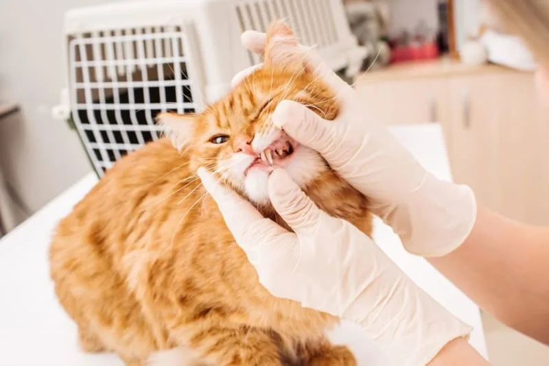 Common Cat Dental Problems