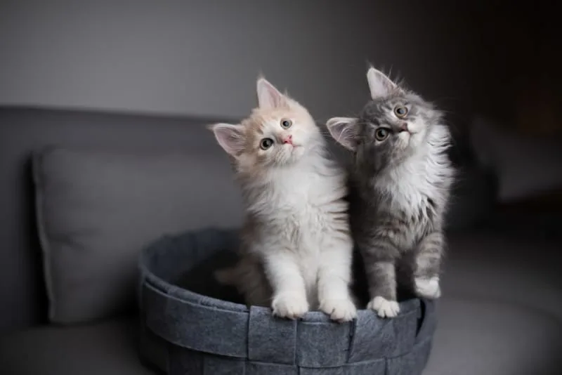 Getting Your Cat Fixed: When and What To Know