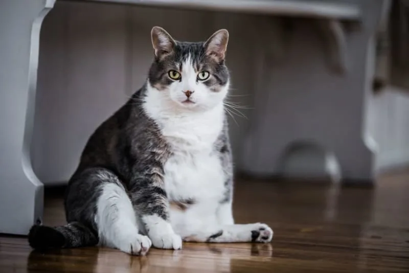 Can cat diabetes cause blindness?