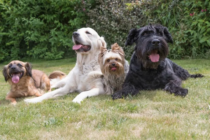 The Difference Between Boarding Facilities and Kennels