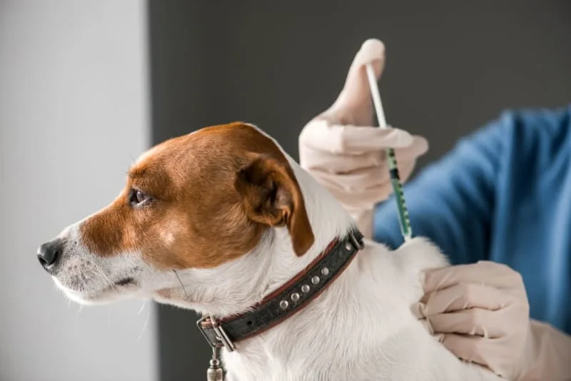 Should I get my dog vaccinated? Why do it and When to do it