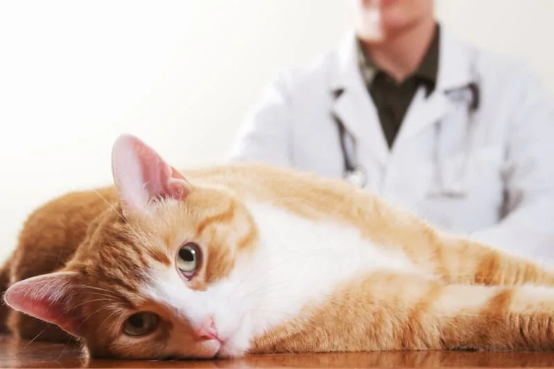 Vomiting & Diarrhea in Pets That Won't Stop: Causes & What to Do