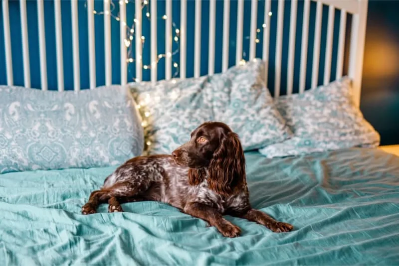 Best Family Dog Breeds