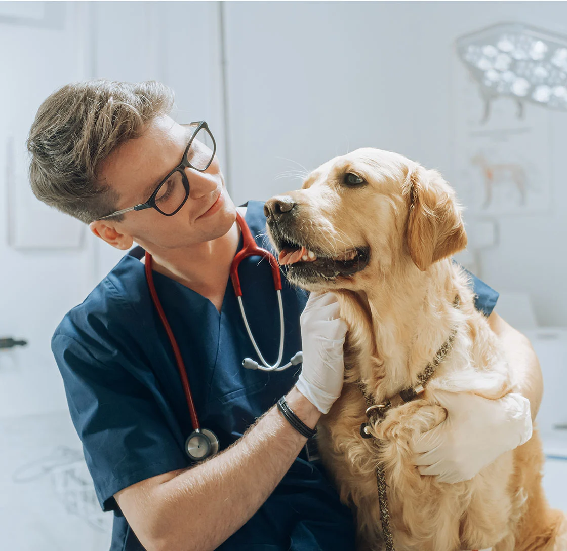 Veterinarian petting a Golden Retriever in a pet hospital exam room