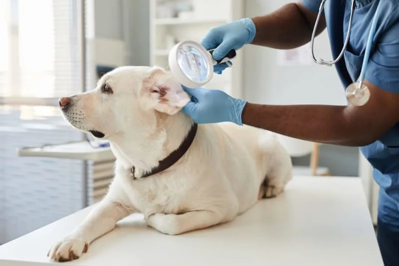 Bleeding in Dog's Ears: Causes & Treatment