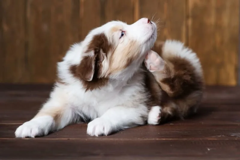 What is Puppy Pyoderma?