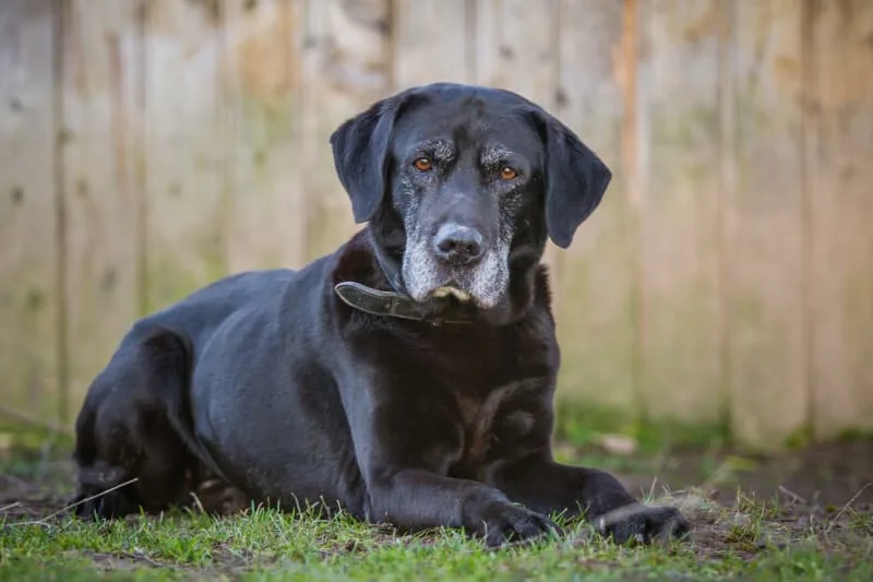Dog and Cat Hospice Care - What You Should Know