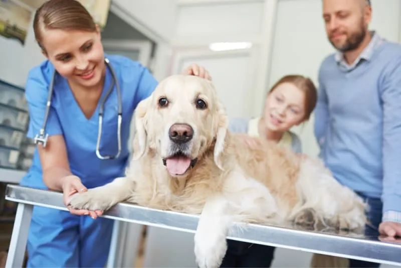 Bladder Stones in Dogs
