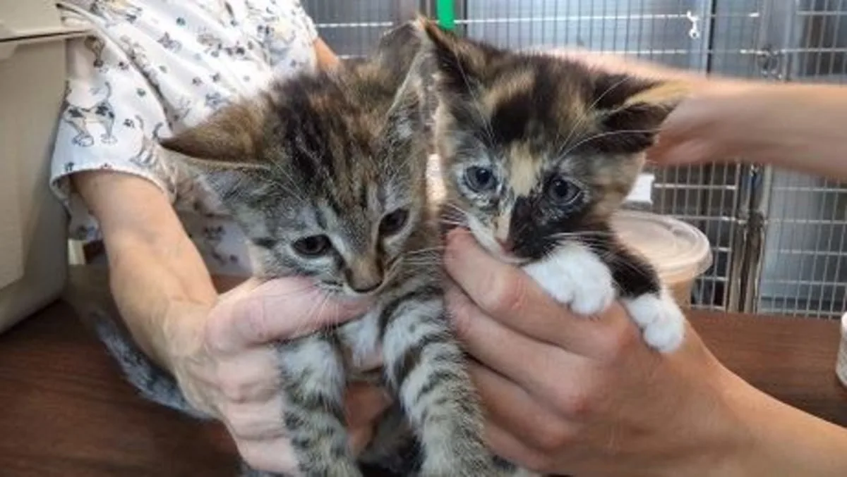 Rocklin Road Animal Hospital 16