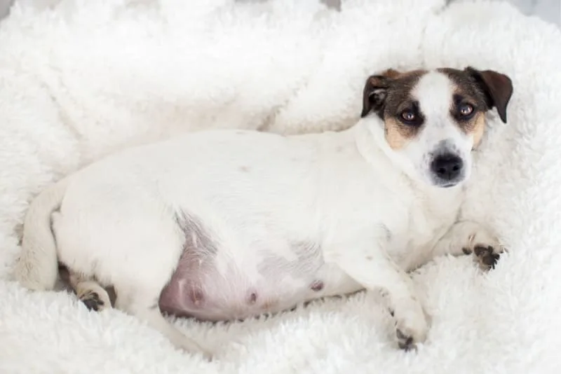 Mastitis in Dogs: Everything You Should Know