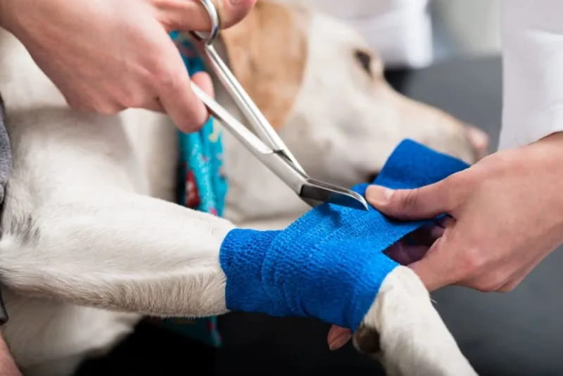 Dog Wound Care & Healing Stages