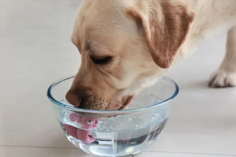 How Long Can a Dog Go Without Water?
