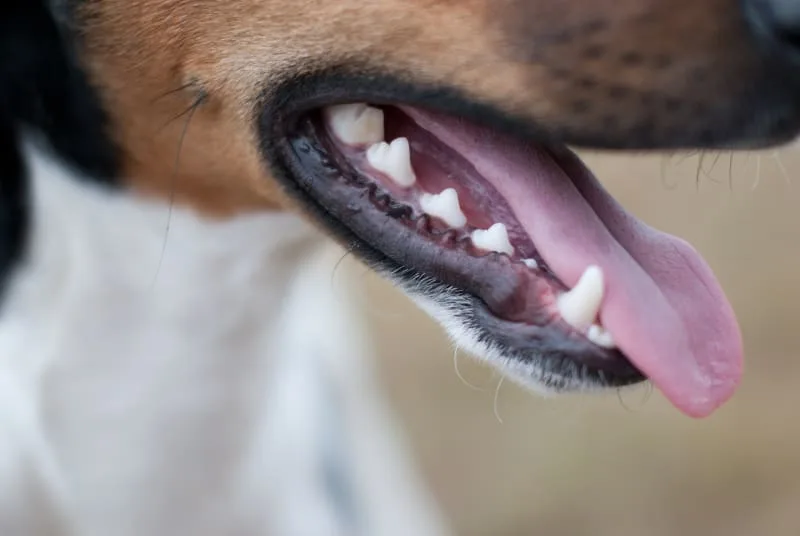 Dog Tooth Extraction: What to Expect