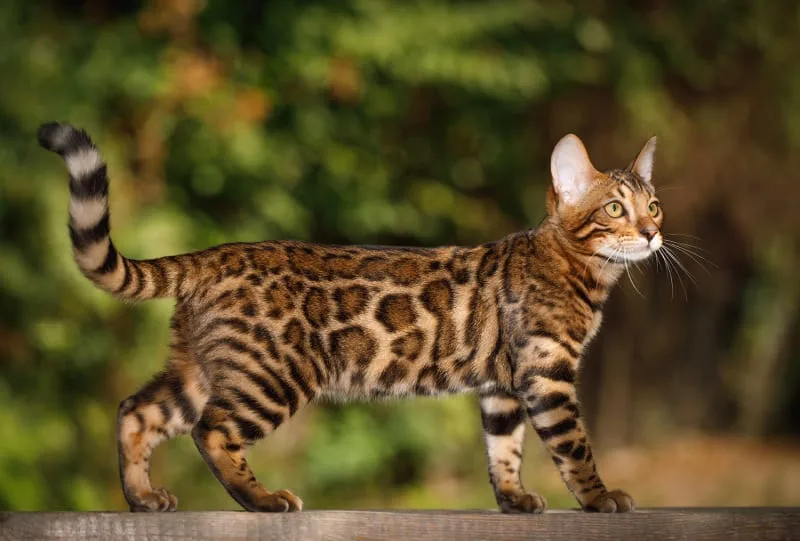 A Comprehensive Guide to Cat Rabies