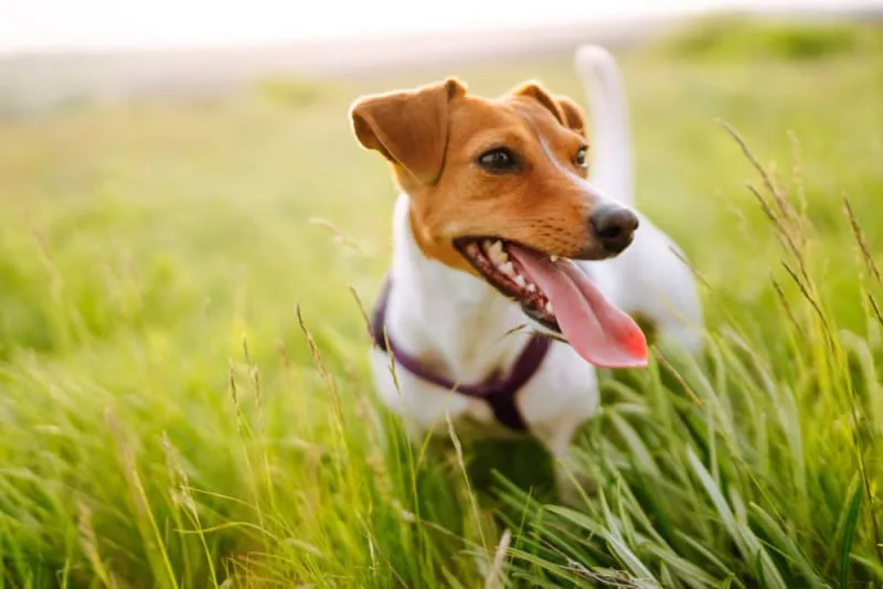 Understanding Blood Tests For Dogs