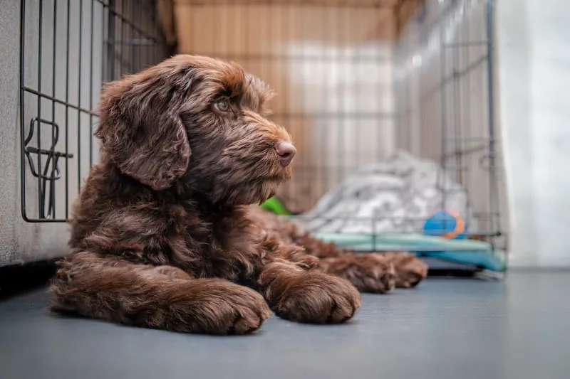 Bordetella in Dogs