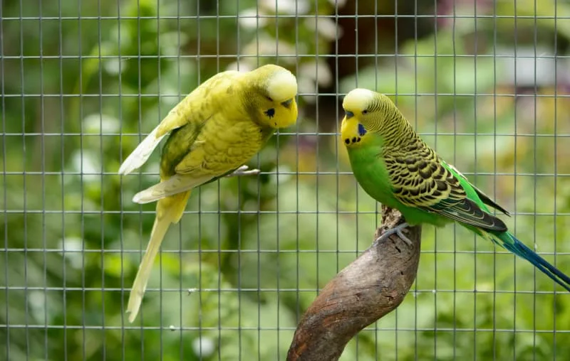 Are Budgies Good Pets?