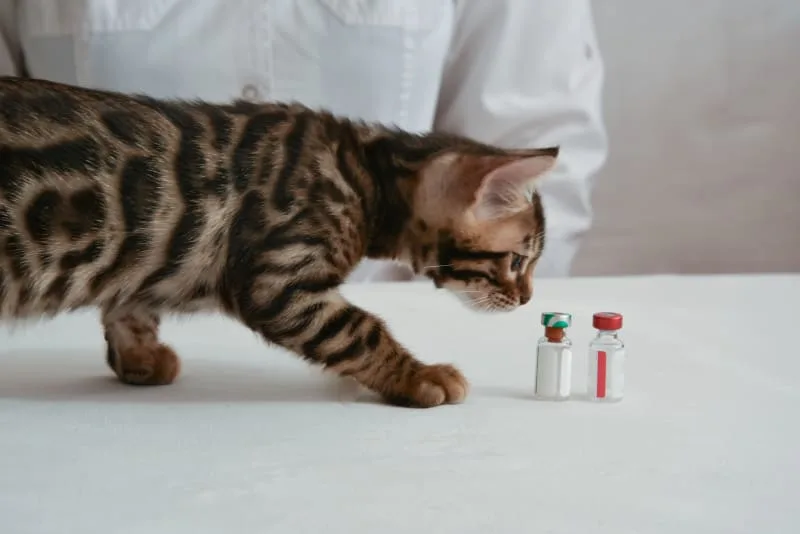 Why You Should Vaccinate Your Indoor Cat & When