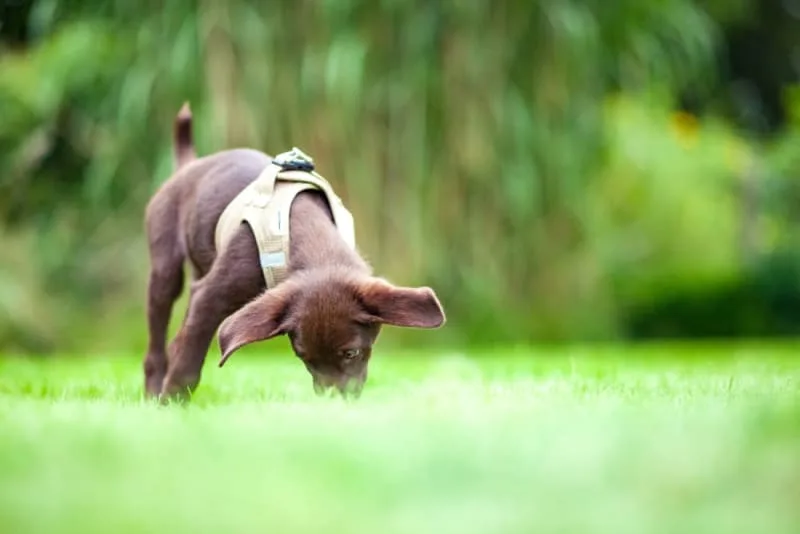 Dog Training Advice