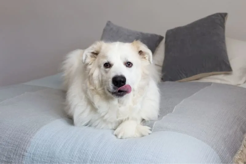 Understanding Blood Tests For Dogs