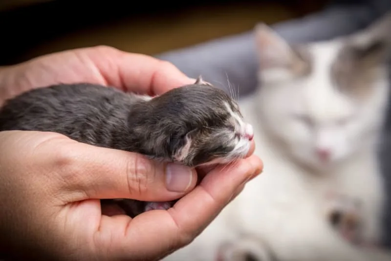 When Do Kittens Open Their Eyes?
