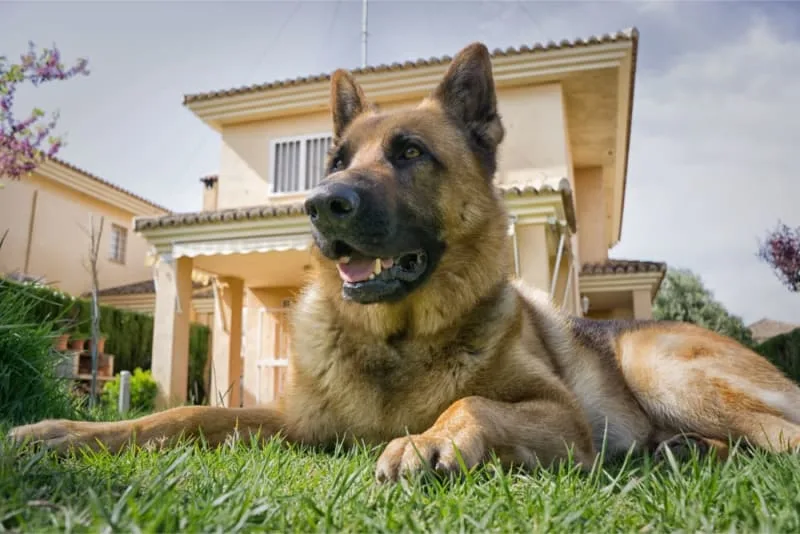 Best Guard Dogs for Family