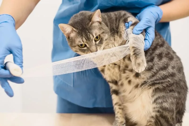 Cat Wound Care