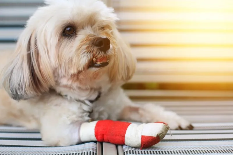 My dog has a cut on his paw. What should I do?