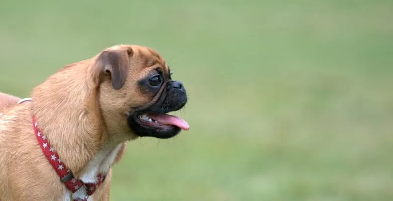 A Guide to Cushing's Disease in Dogs