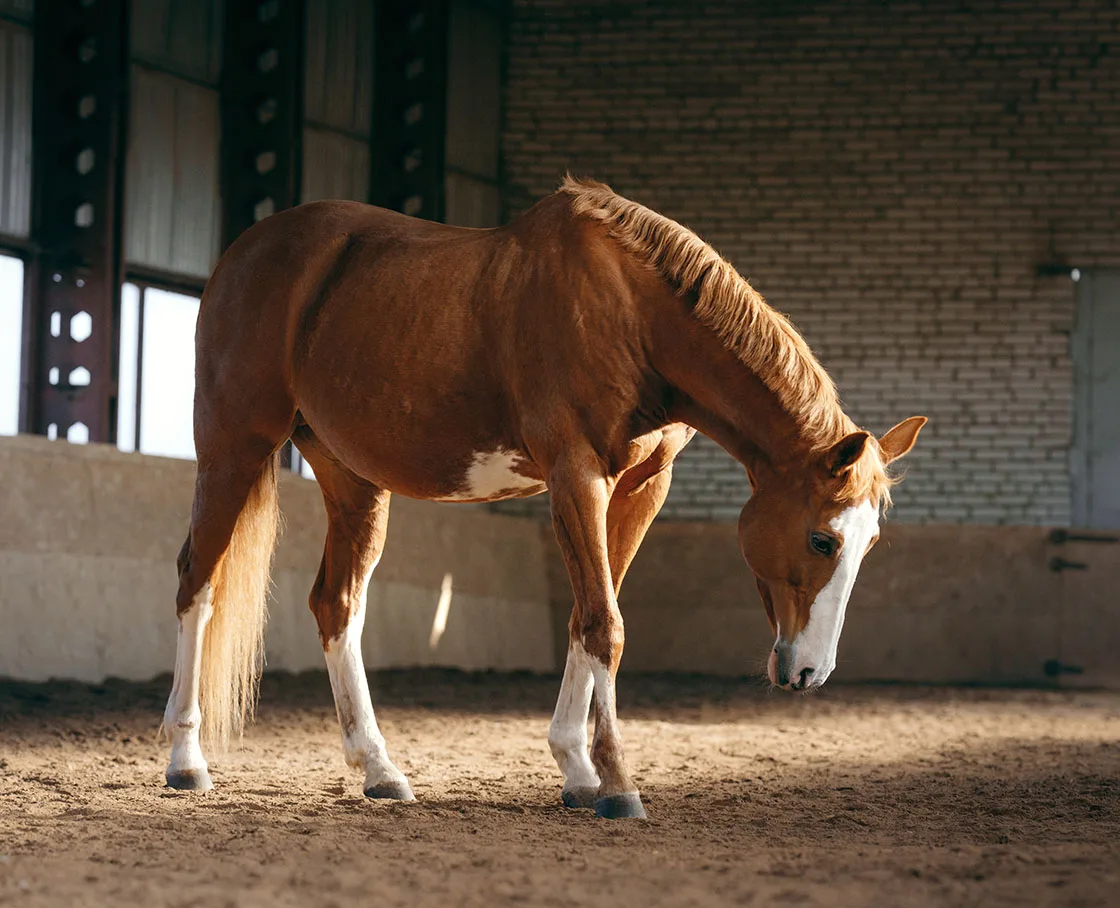 horse in indoor arena