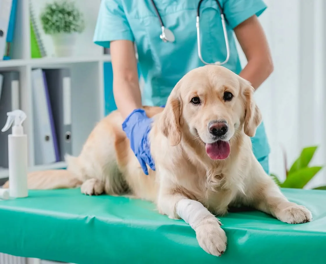 Veterinarian in blue gloves examines a golden retriever with a bandaged paw on a clinic exam table.