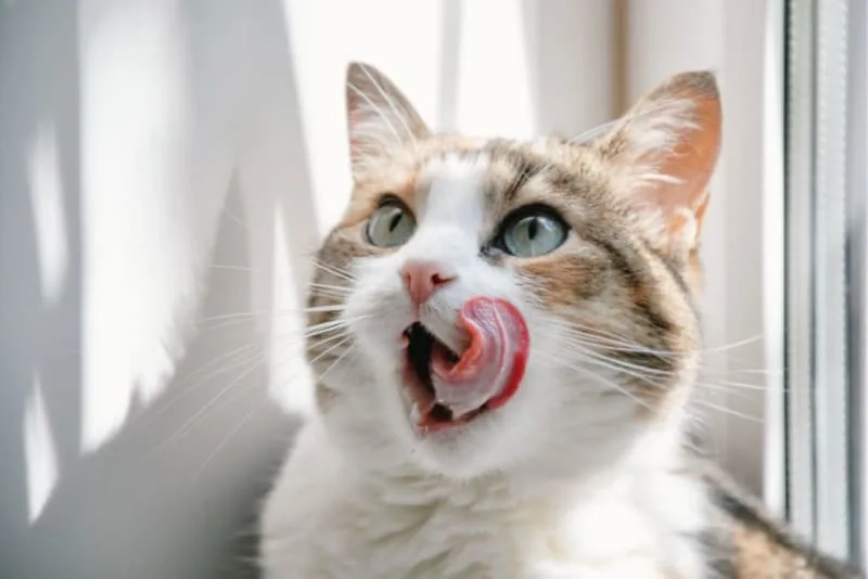 Why Does My Cats Breath Smell Bad?