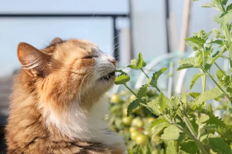 Cats & Colds: Can They Get Them?