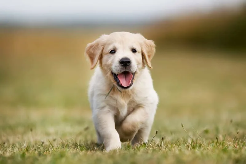 How long will my dog be in pain after neutering?