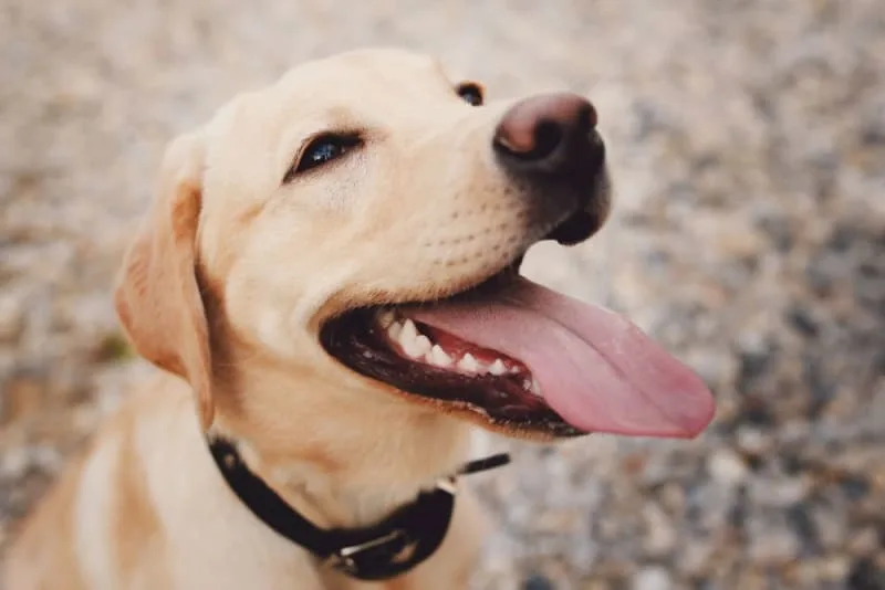 6 Things You Can Do to Keep Your Dog Healthy