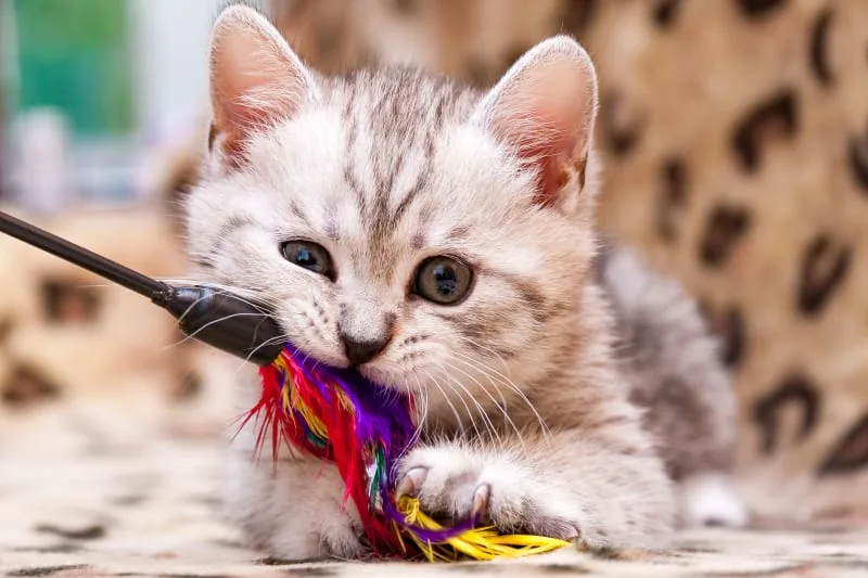 What To Expect When Your Kitten Is Teething