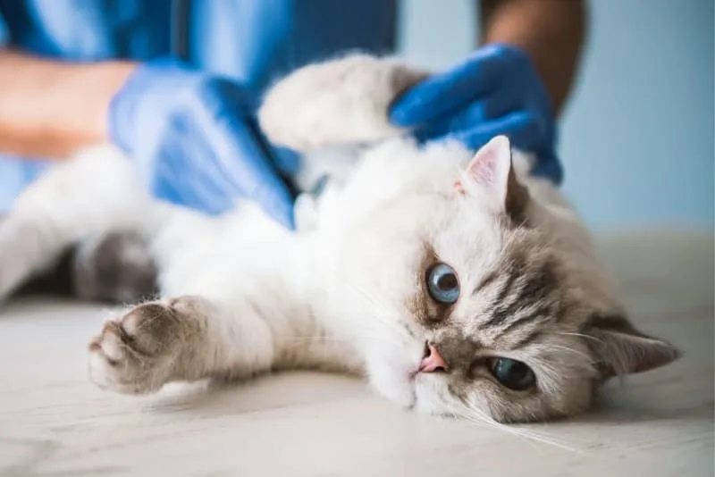 How often should I take my cat to the vet?