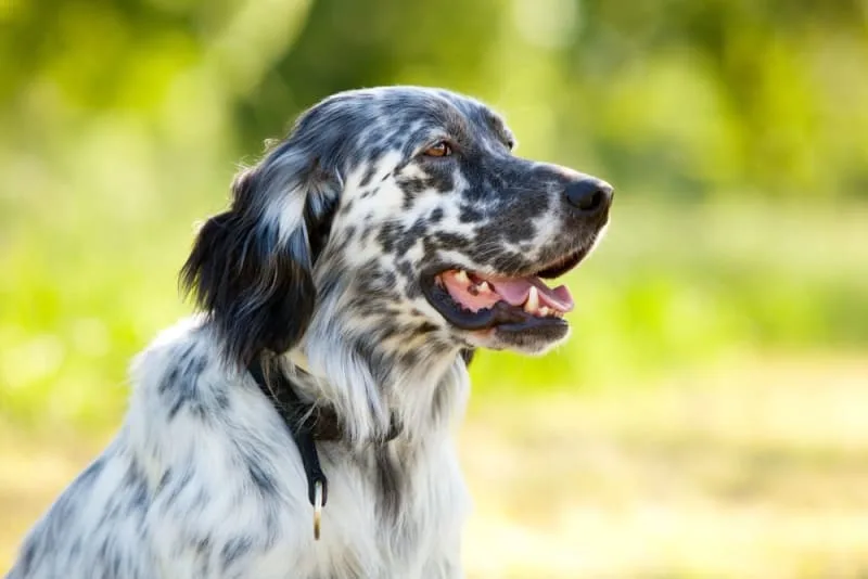 Enlarged Heart in Dogs: Causes, Symptoms & Treatment