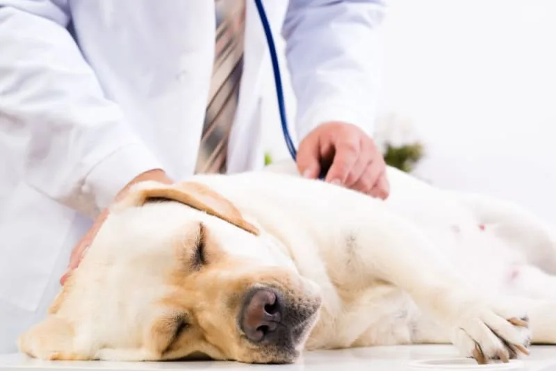 Vomiting in Dogs