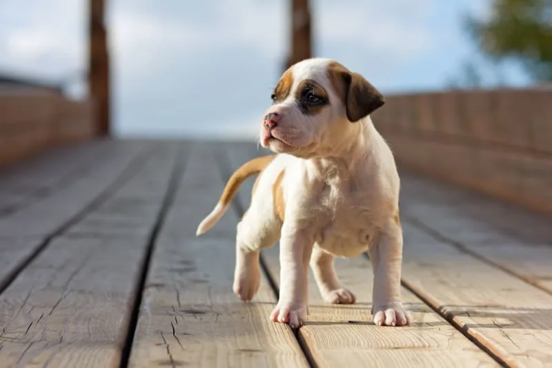 Tips to Guide You in The Art of Raising a Puppy