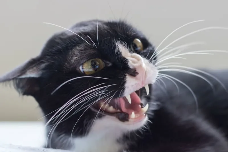The Reality of Rabies in Cats