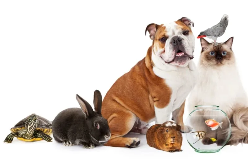 How To Choose The Perfect Pet For Your Family