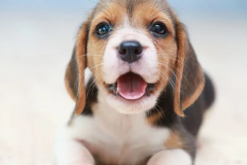 Should I get my dog vaccinated? Why? When?