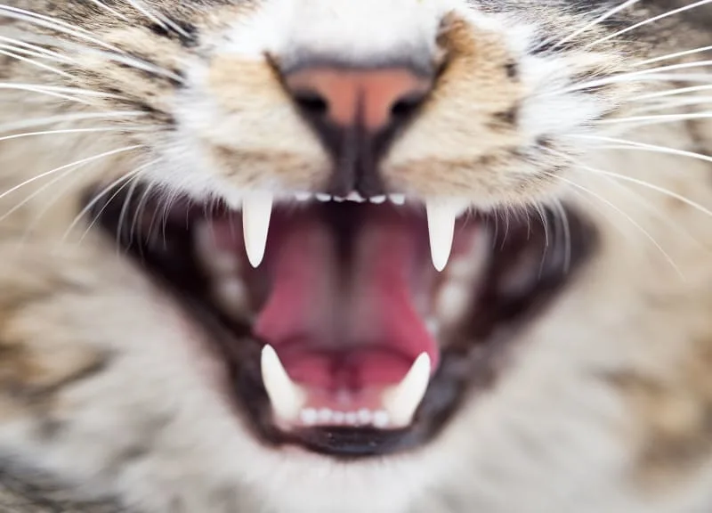 Do Kittens Teethe? Kitten Teething and What You Can Do to Help
