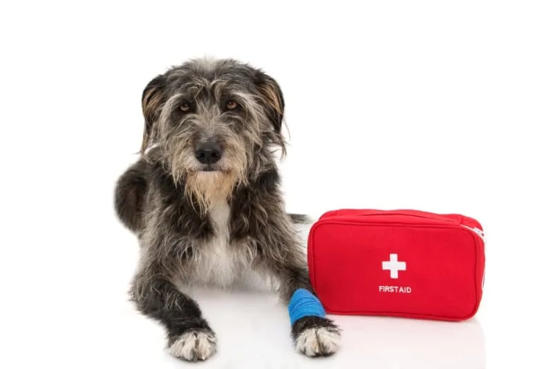Pet First Aid Guide: How to Give Pets First Aid