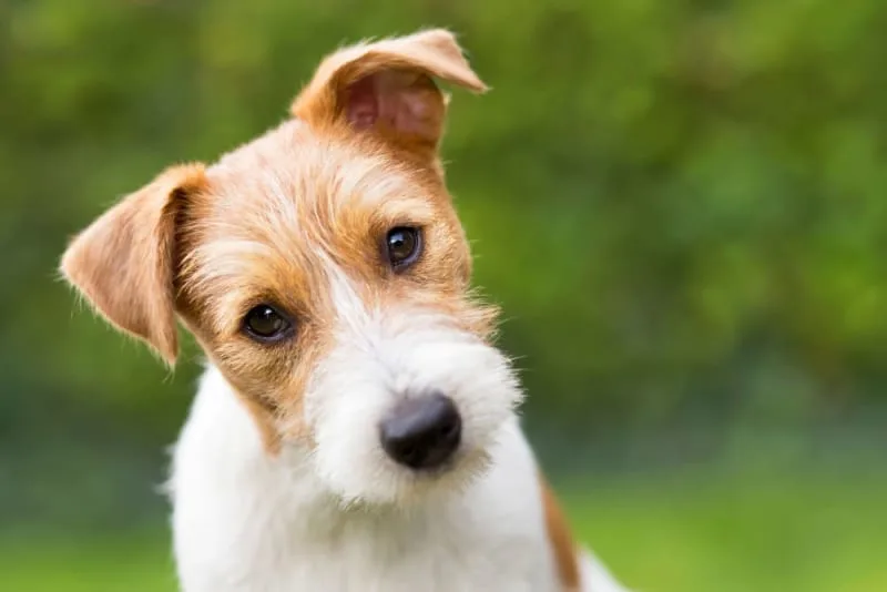 Everything You Need to Know about Rabies in Dogs